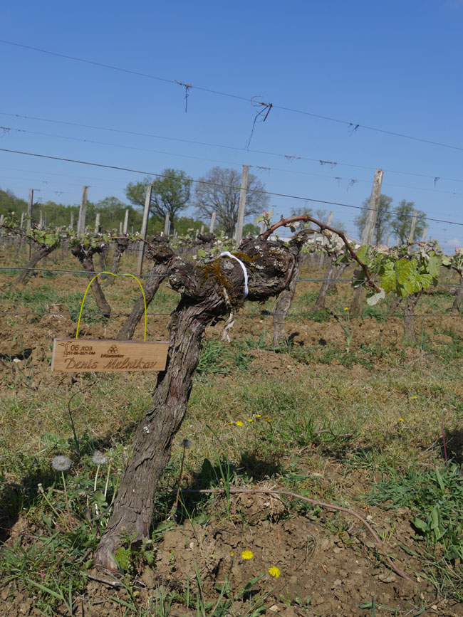 Виноградник на урожай